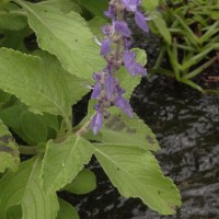 Coleus barbatus var. barbatus (Andrews) Benth. ex G.Don (Andrews) Benth. ex G.Don